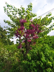 Cercis siliquastrum