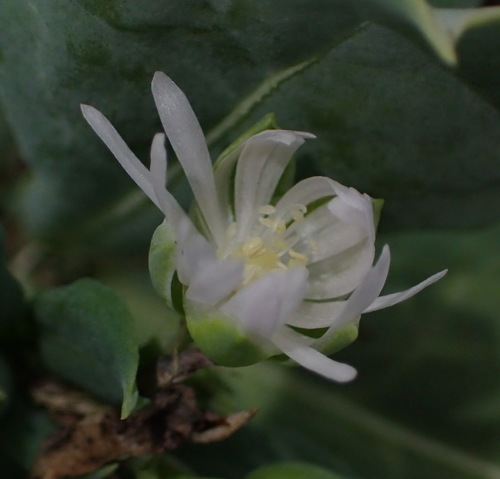 Corbichonia decumbens (Corbichonia decumbens)