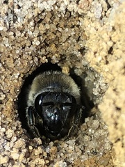 Colletes validus