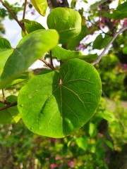 Cercis siliquastrum