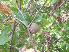 Disholcaspis pruniformis