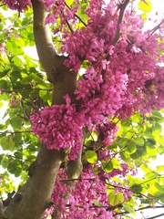 Cercis siliquastrum