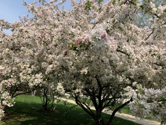 Malus coronaria