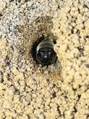 Colletes validus