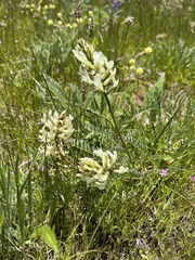Astragalus hoodianus