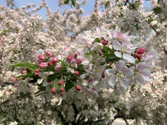 Malus coronaria