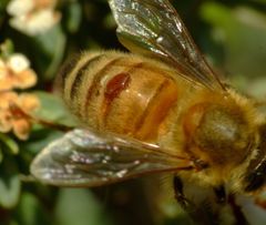 Varroa destructor