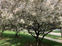 Malus coronaria