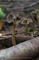 Craterellus sinuosus