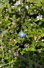 Veronica persica