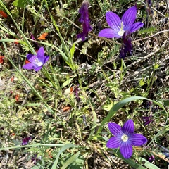 Campanula ramosissima