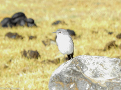 Muscisaxicola rufivertex