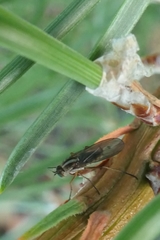 Tetrachaetus bipunctatus