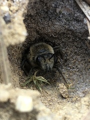 Colletes validus