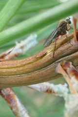 Tetrachaetus bipunctatus