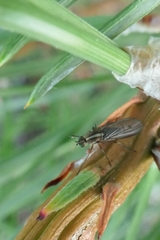 Tetrachaetus bipunctatus