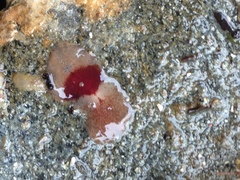 Notoplana sanguinea
