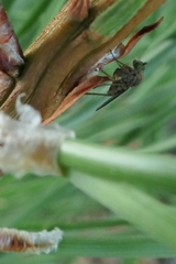 Tetrachaetus bipunctatus