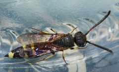 Sapyga martinii