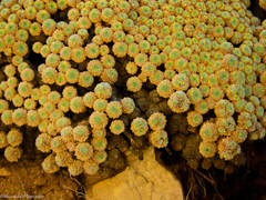 Azorella