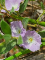 Evolvulus nuttallianus