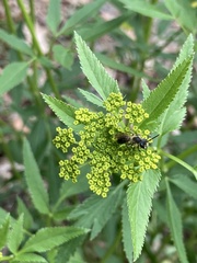 Andrena crataegi