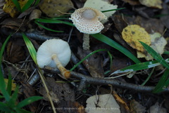 Lepiota echinella
