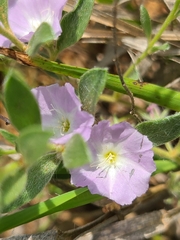 Evolvulus nuttallianus