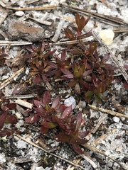 Pyxidanthera barbulata