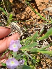 Evolvulus nuttallianus