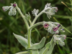 Cynoglossum columnae