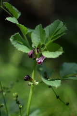 Vicia narbonensis
