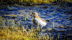 Phegornis mitchellii