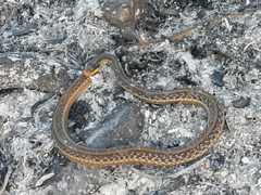 Thamnophis proximus rutiloris