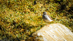 Phegornis mitchellii