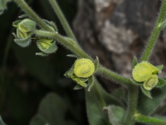 Cynoglossum columnae