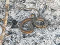 Thamnophis proximus rutiloris