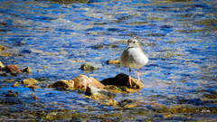 Phegornis mitchellii