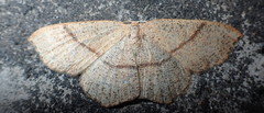 Cyclophora punctaria