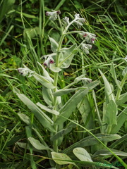 Cynoglossum columnae