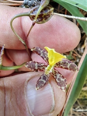 Oncidium graminifolium