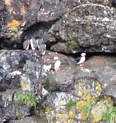 Fratercula corniculata