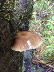 Armillaria novae-zelandiae