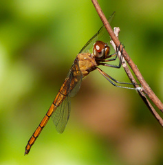 Tauriphila australis