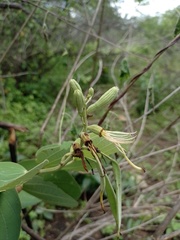 Bauhinia cheilantha