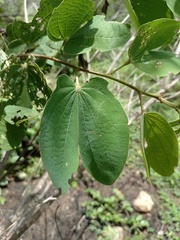 Bauhinia cheilantha