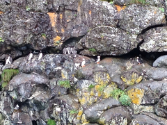 Fratercula corniculata