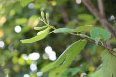 Bauhinia cheilantha