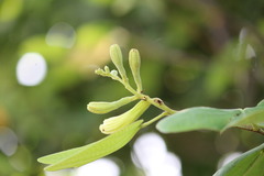 Bauhinia cheilantha