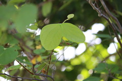 Bauhinia cheilantha